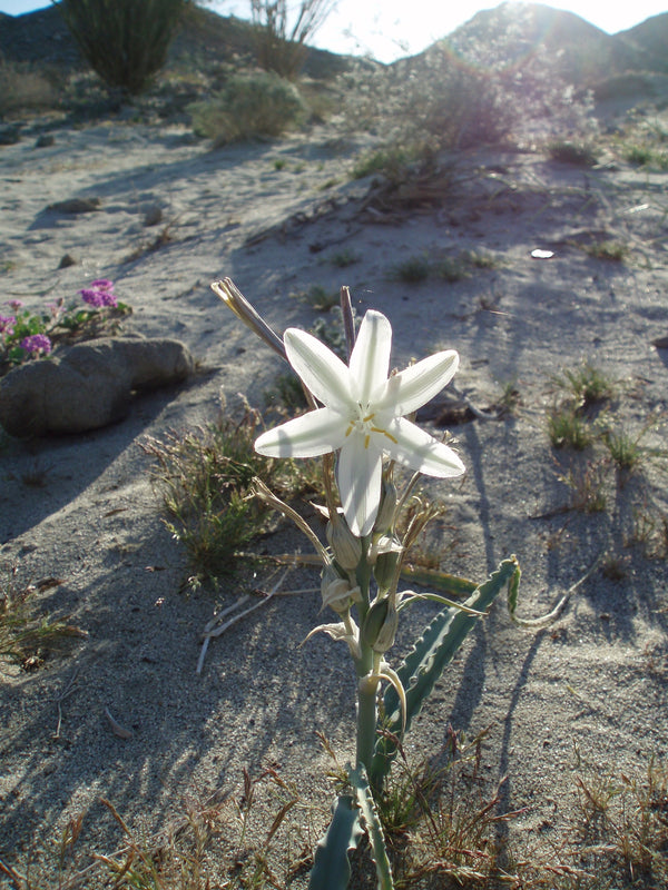 Desert Lily flower essence Essence Alchemy