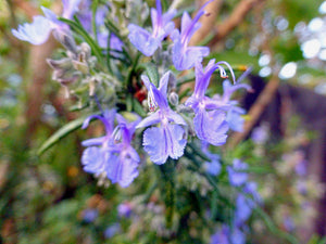 Rosemary - September flower essence of the month