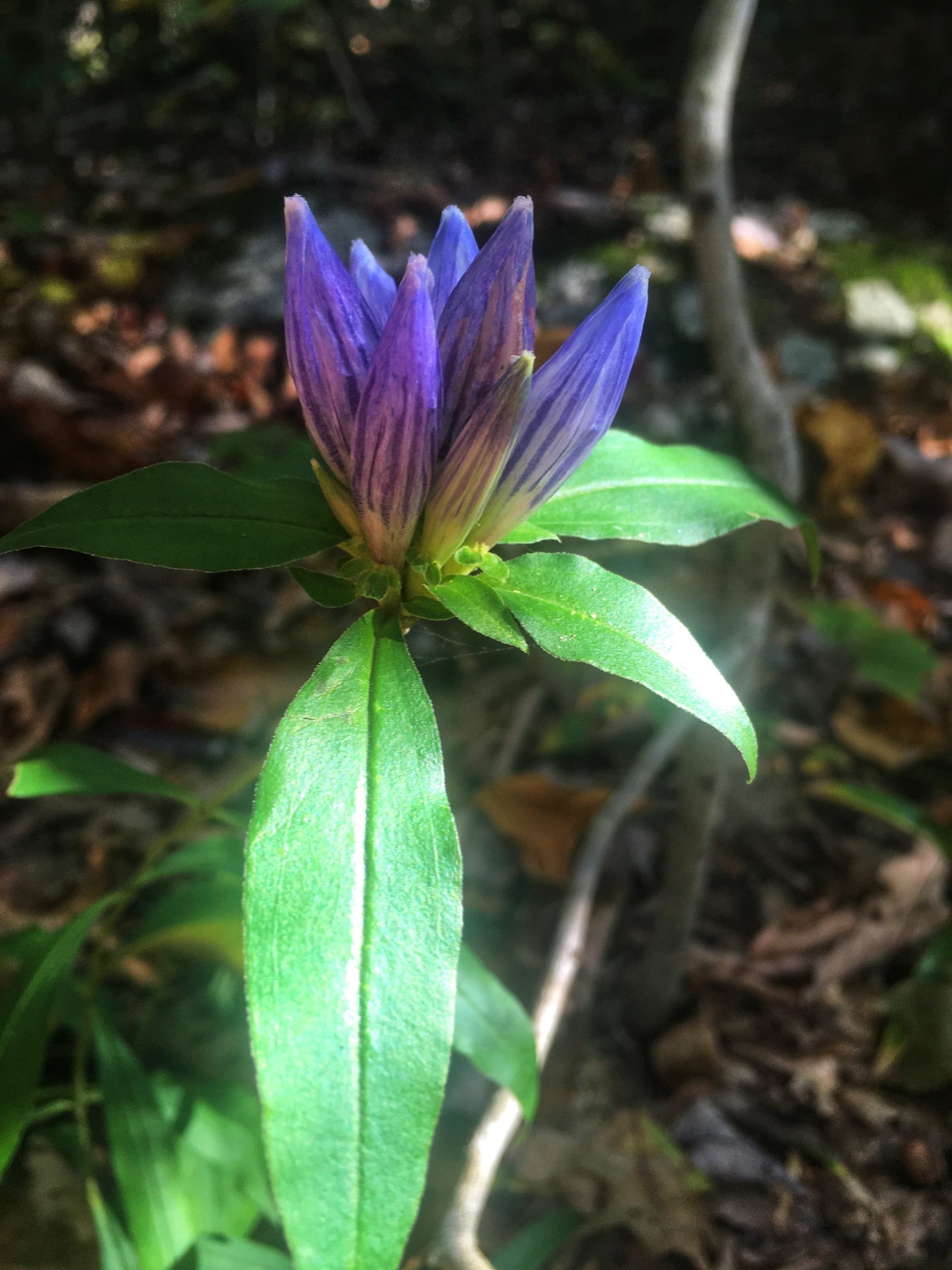 November Essence of the Month 2025 Closed Gentian