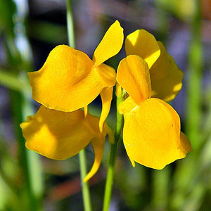Horned Bladderwort Flower Essence