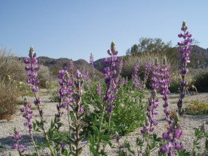 Arizona Lupine Flower Essence