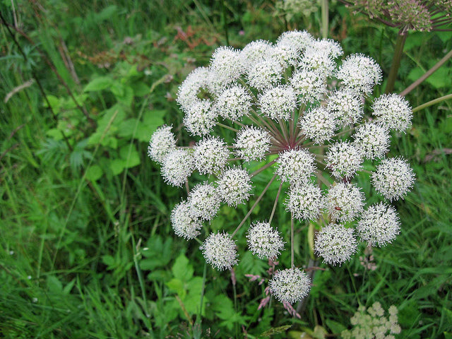 Protection Sleep Flower Essence