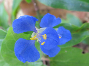 Asiatic Day Flower - flower essence