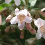 Beauty Bush flower essence of the Month for March 2024