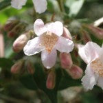 Beauty Bush flower essence of the Month for March 2024