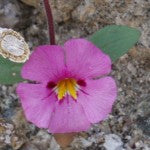 Bigelow Monkeyflower - Essence of the Month - March 2023