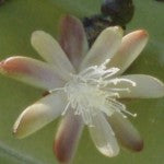 Blueberry Cactus Flower Essence