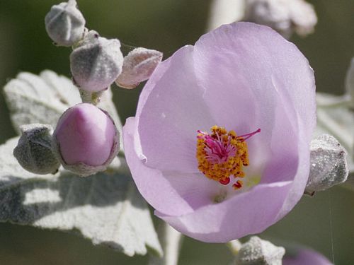 Bush Mallow Flower Essence of the Month July 2024