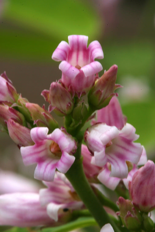 Dogbane Flower Essence - May 2025 essence of the month