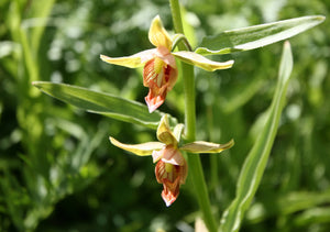 flower essences for loneliness