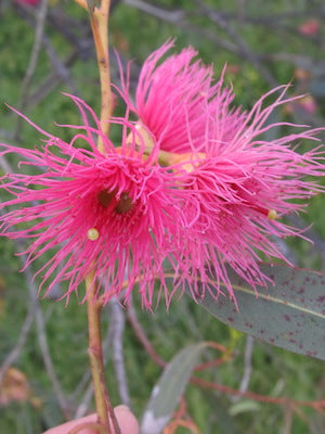 Herkimer Diamond and Eucalyptus - December Essences of the Month