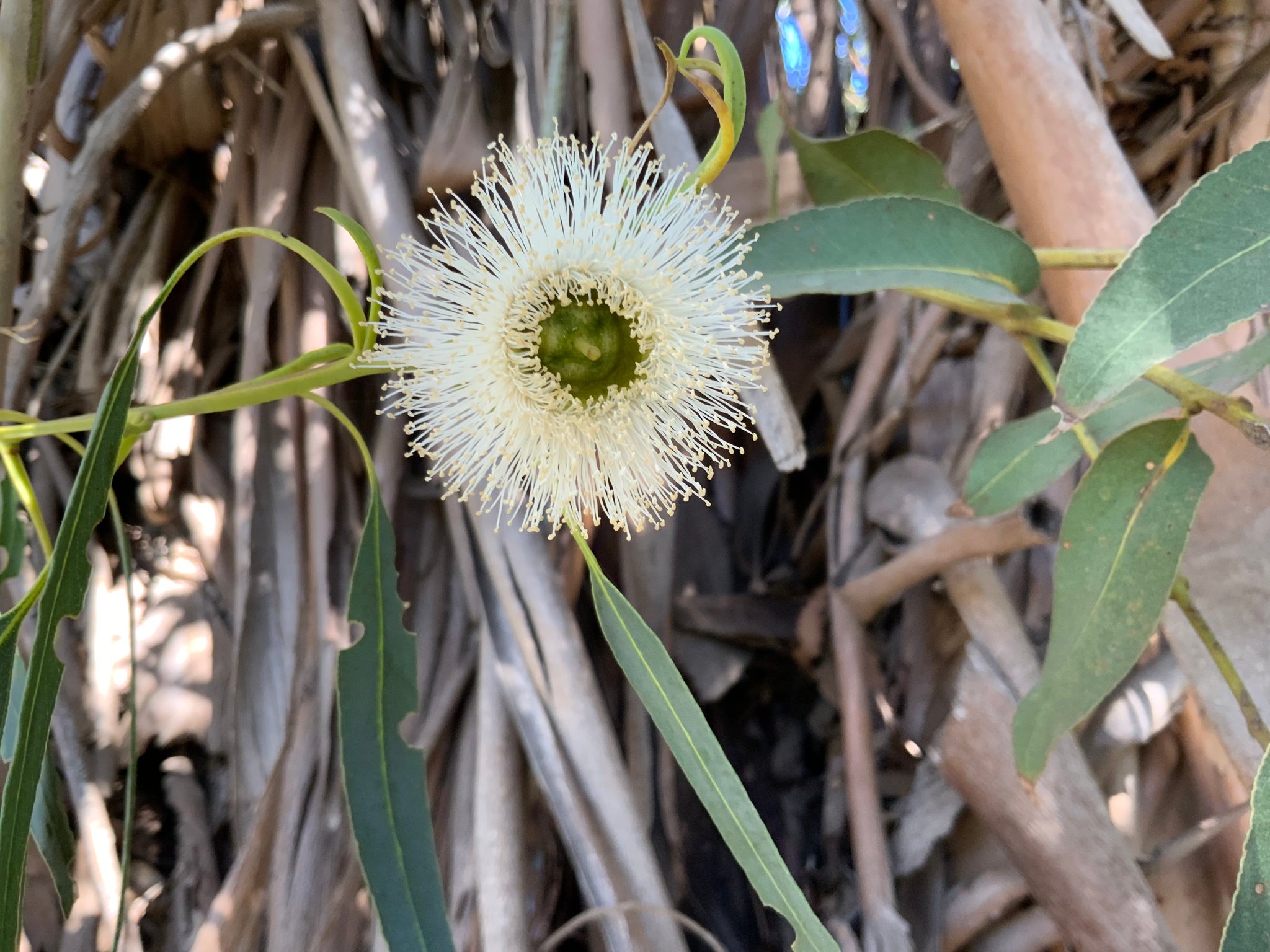 3 Flower Essences for Burnout
