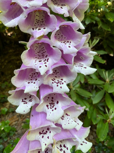 Foxglove Flower Essence - October 2026 essence of the Month