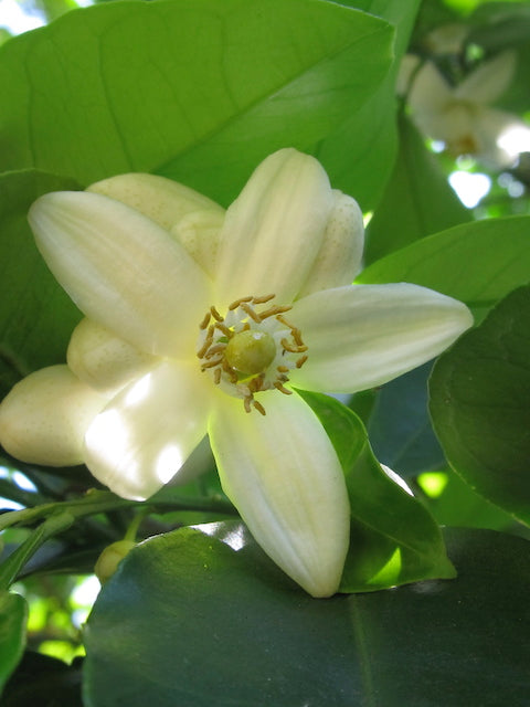 Citrus Flower Essences