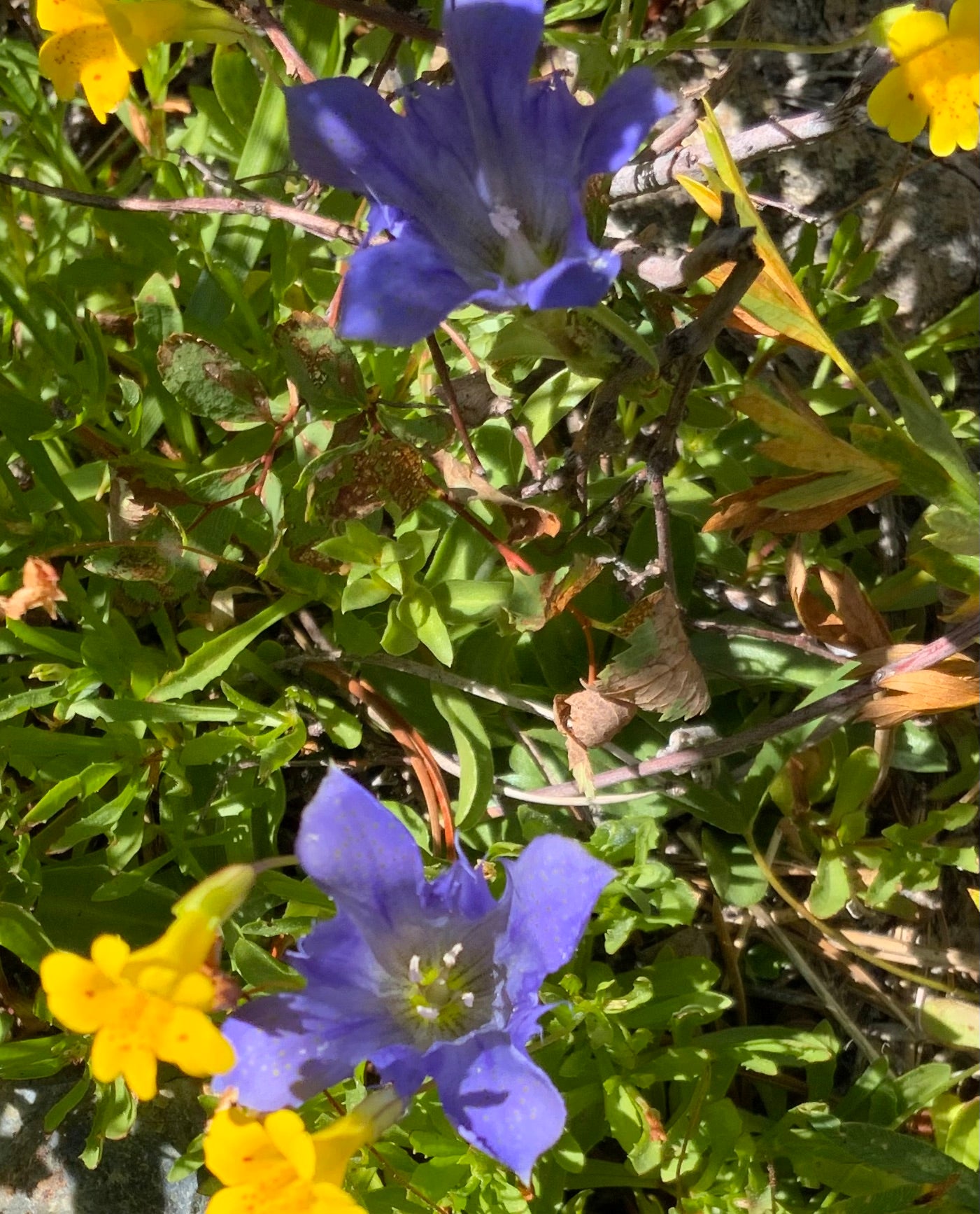 2024 Reflections and Support Essences