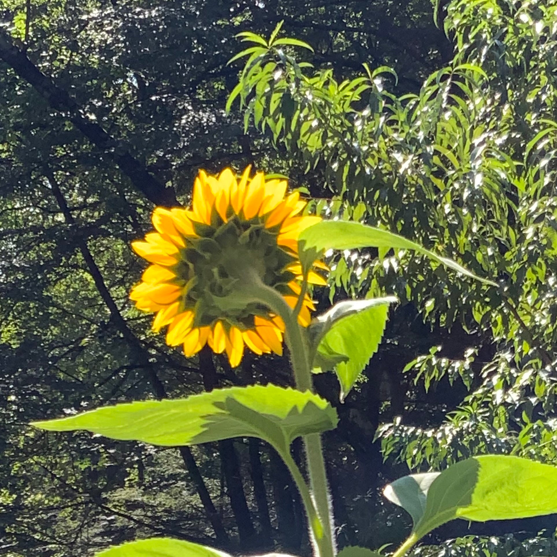 Helene’s Impact on My Life