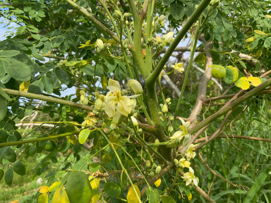 Moringa Flower Essence - January 2026 essence of the month