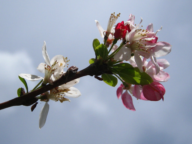 flower essences for energy leaks