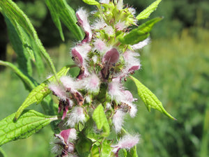 Motherwort - August Essence of the Month