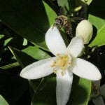Flower Essence of the Month February 2023 - Lime