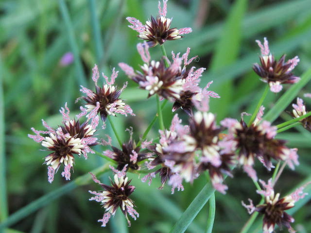 Simplicity in Extraordinary Times - a flower essence webinar