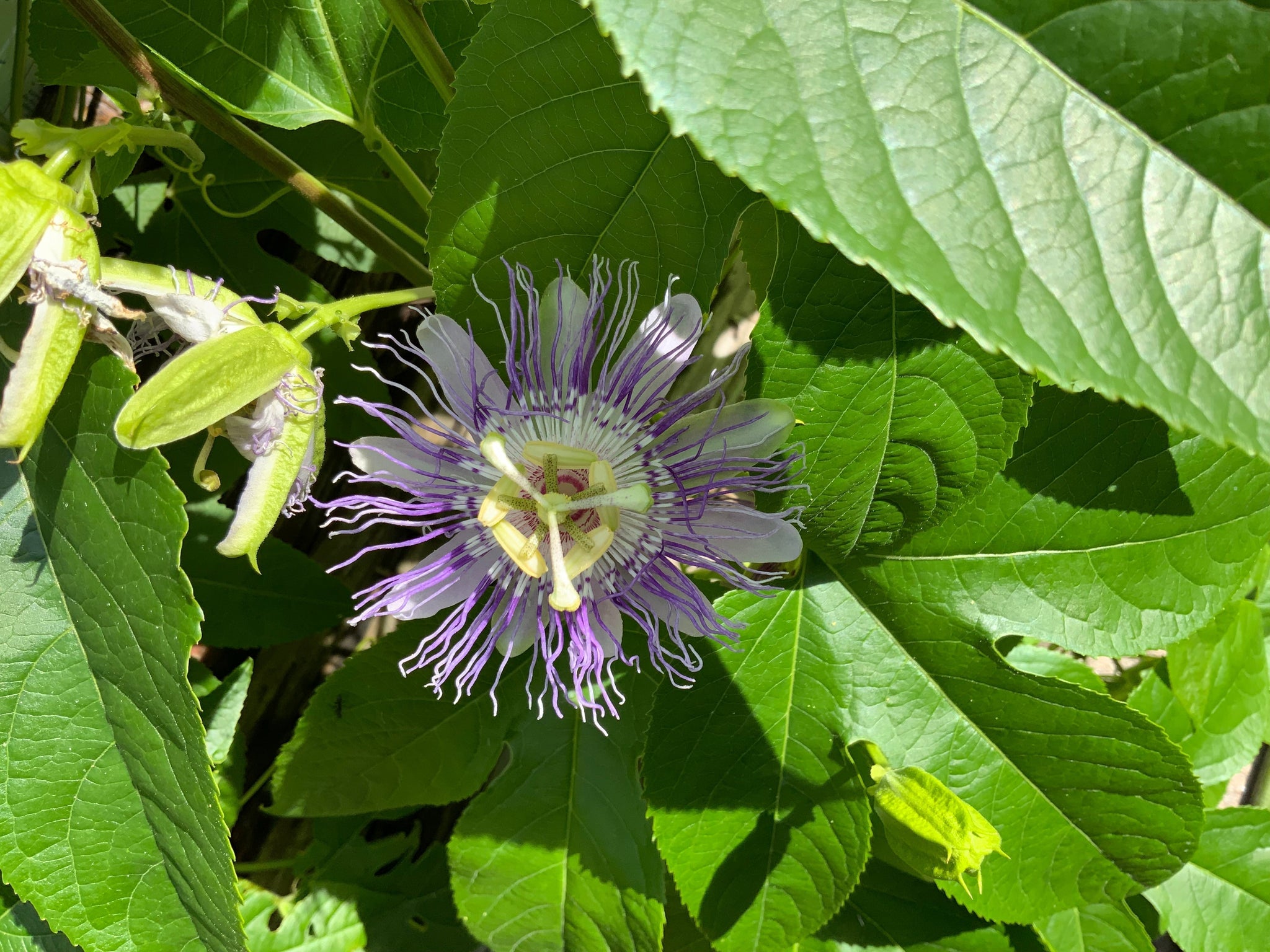 September Feature: Using Flower Essences is a Practice