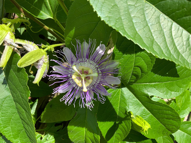 September Feature: Using Flower Essences is a Practice