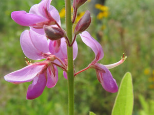 Pink Meibomia flower essence