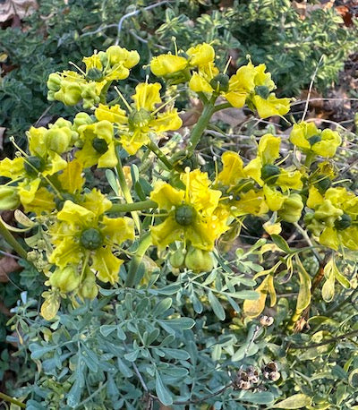 Rue flower essence - December 2025 essence of the Month