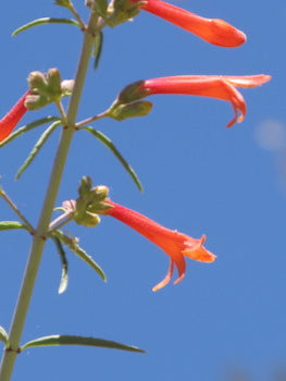 Red Penstemon April 2024 Essence of the Month