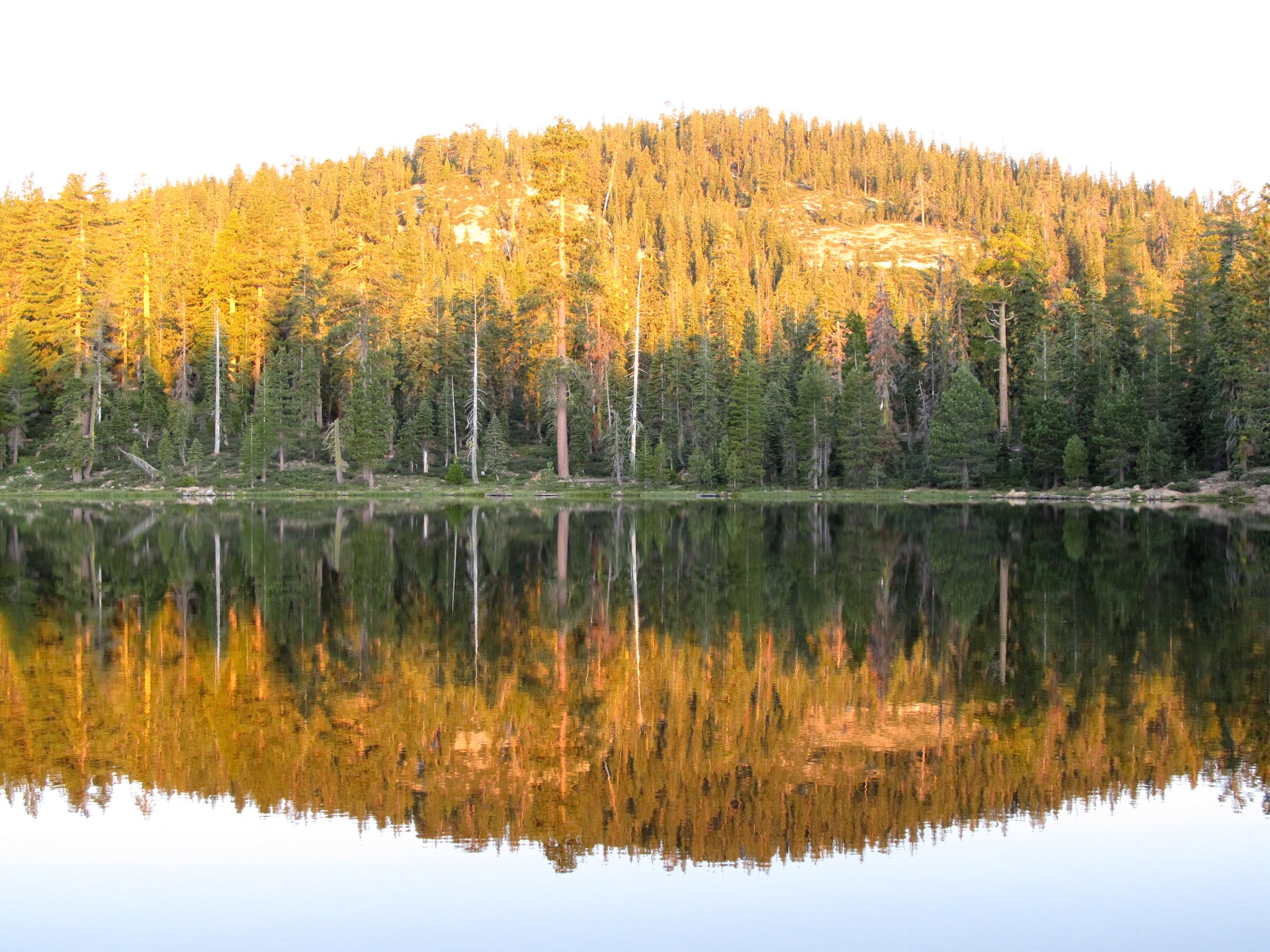 Mt. Shasta Flower Essences