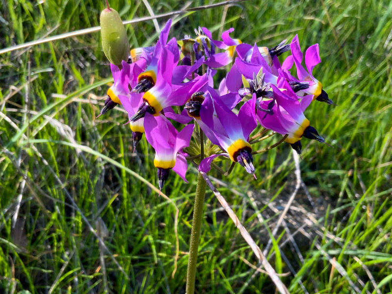 Shooting Star - February 2026 Essence of the Month