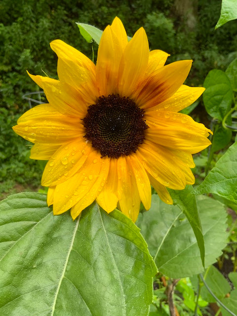 An overview of our Flower Essence Kits