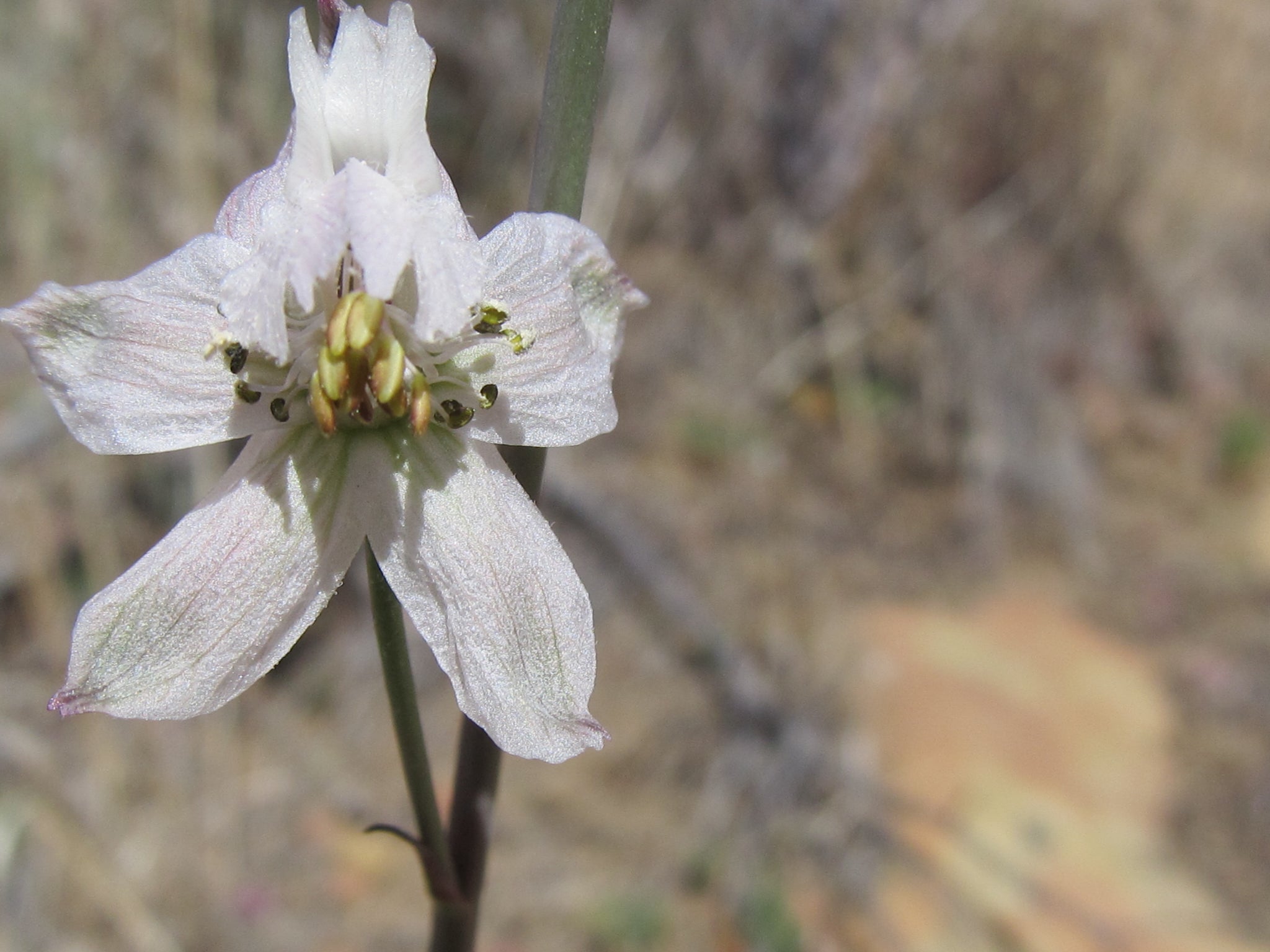 flower essences for leadership 