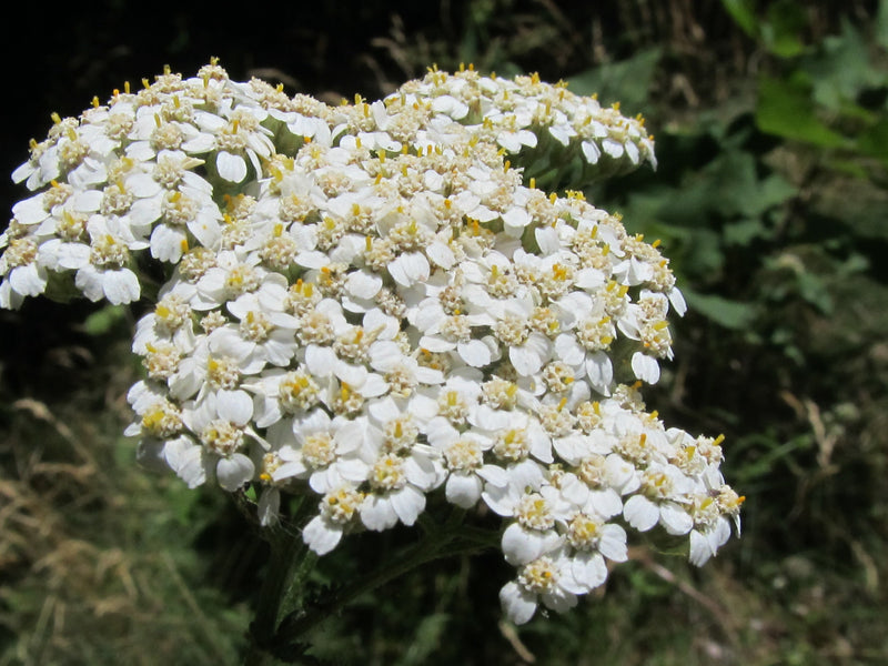 yarrow flower essence 
