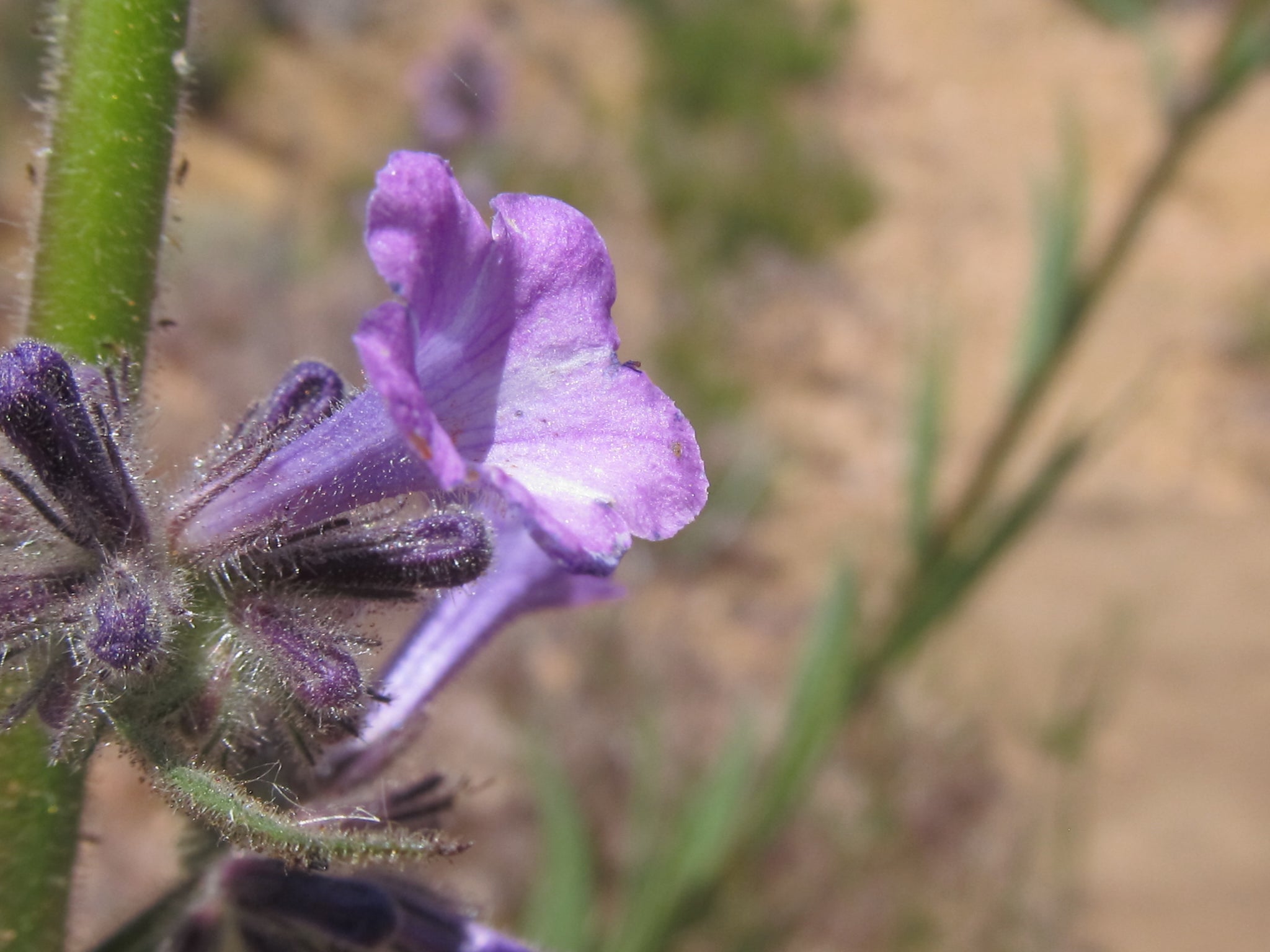 Yerba Santa Flower Essence
