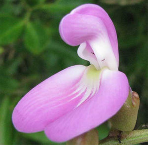 A wiki wiki - June Flower Essene of the Month