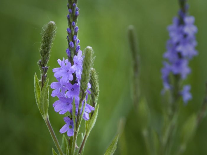 Essences for 2026 - Blue Vervain