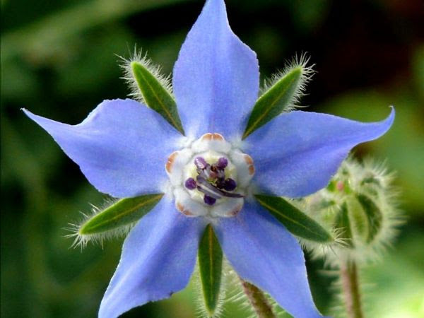 Borage flower essence of the month for August 2025