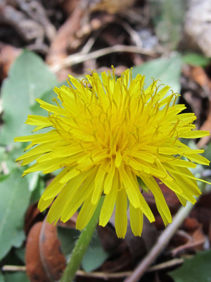 Tension relief flower essence formula dandelion flower essence