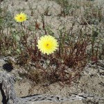 Tension and Attention