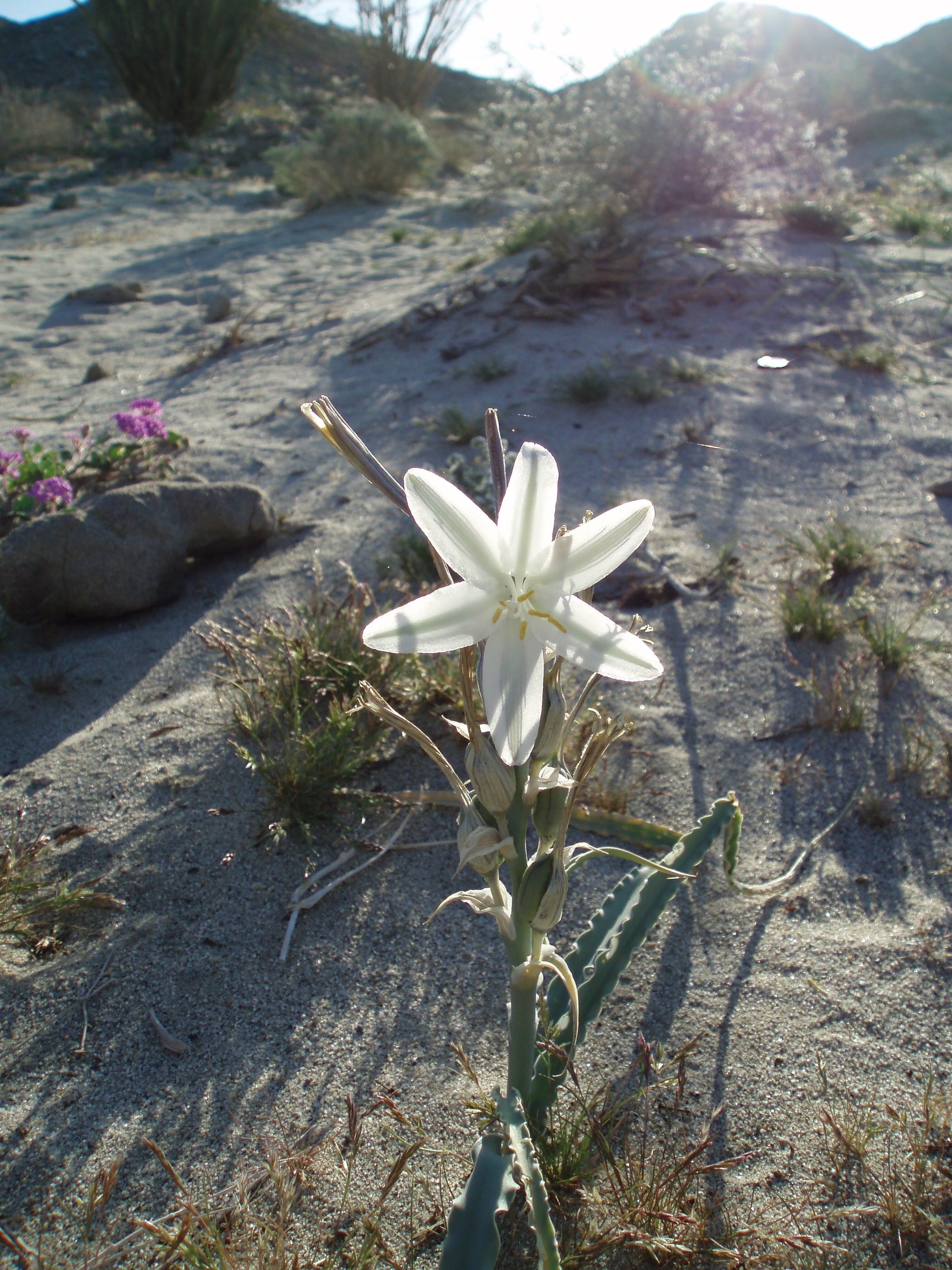 Desert Lily flower essence