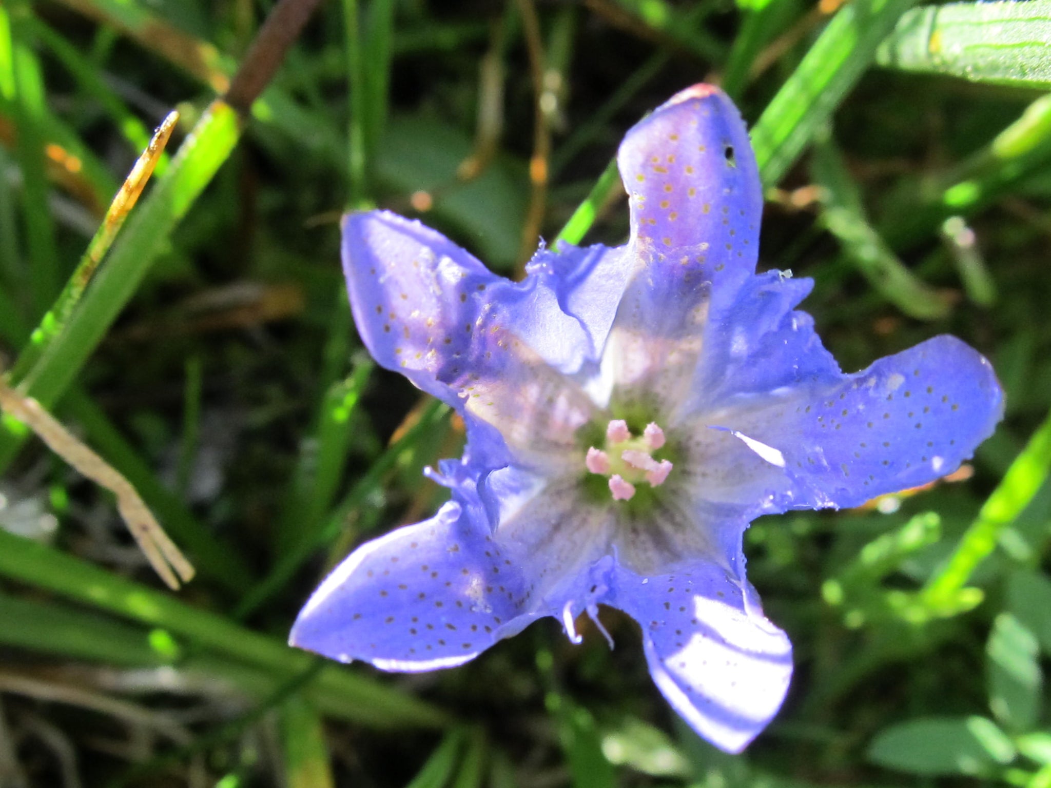 Explorer's Gentian August 2026 Essence of the Month