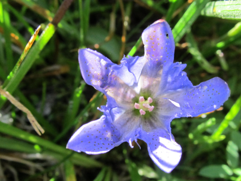 Explorer's Gentian August 2026 Essence of the Month