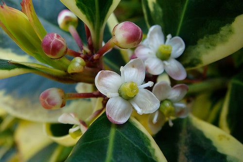 holly flower essence 