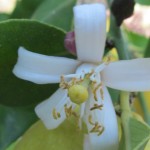 Lemon flower essence - May essence of the Month 2024