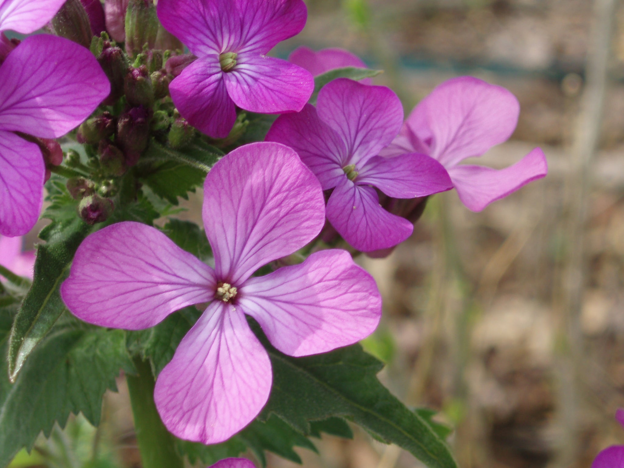 Money Plant Flower Essence