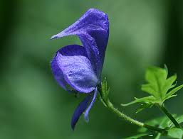 Monkshood flower essence February Essence of the Month