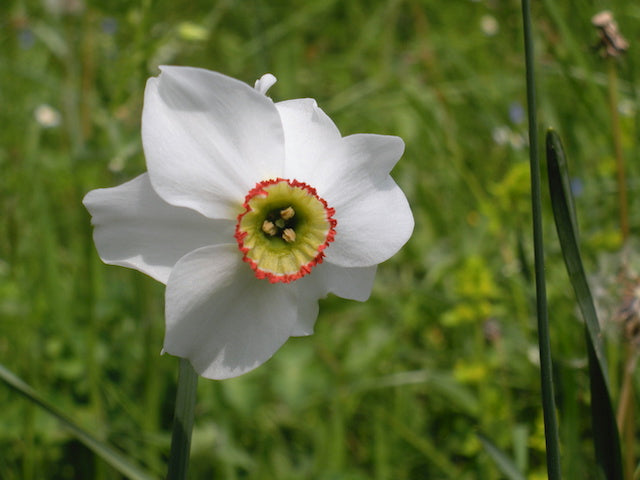 Bach Flower Remedies for Inattention and Hyper Activity