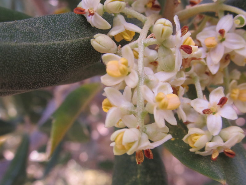 Olive - July Essence of the Month